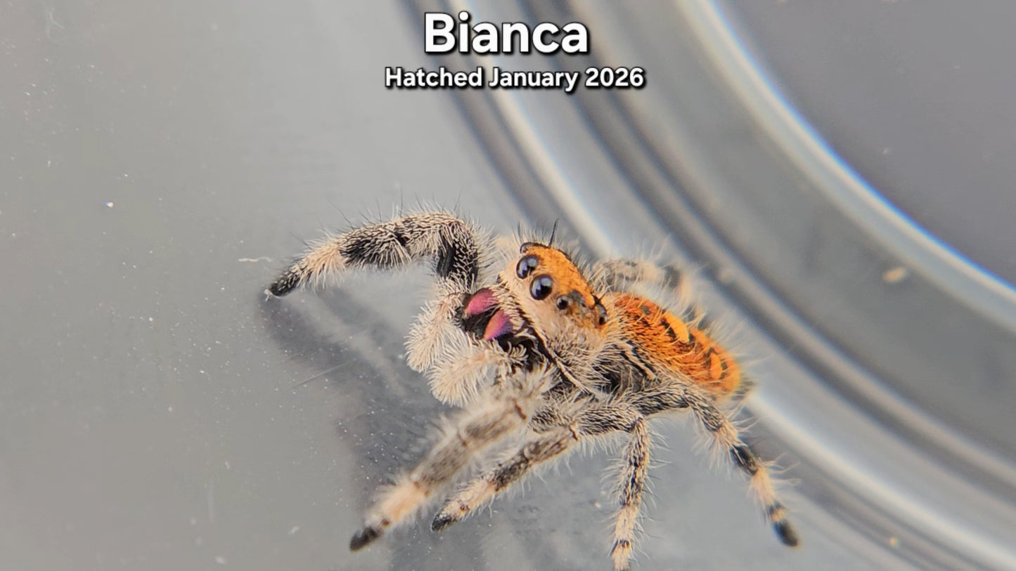 "Bianca" Female Regal Jumping Spider (Phidippus regius) - Juvenile Hatched January 2026