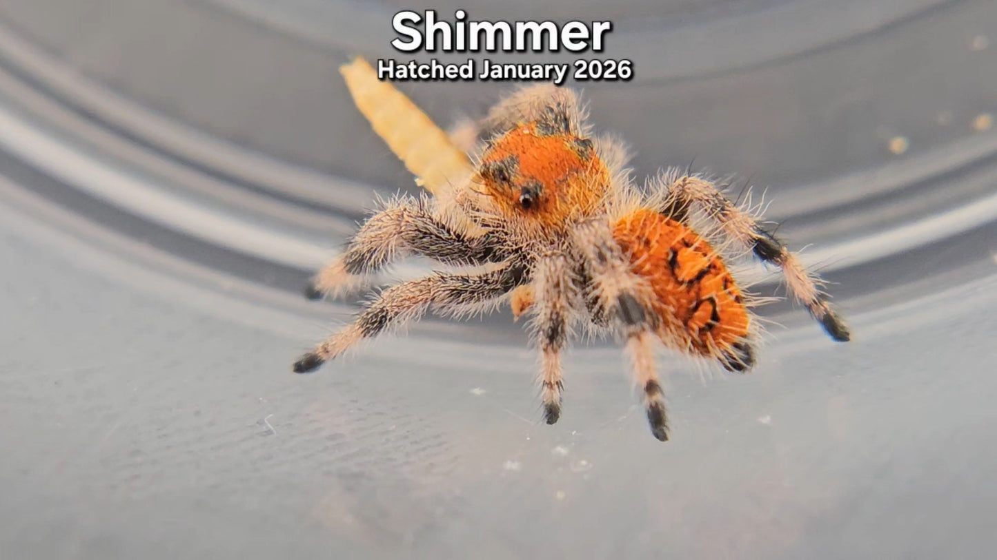 "Shimmer" Female Regal Jumping Spider (Phidippus regius) - Juvenile Hatched January 2026