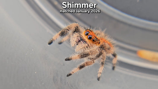 "Shimmer" Female Regal Jumping Spider (Phidippus regius) - Juvenile Hatched January 2026
