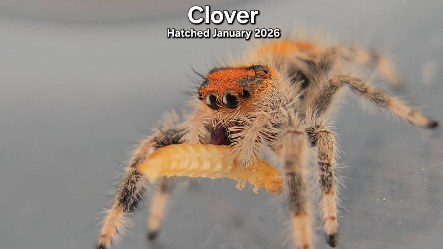 "Clover" Female Regal Jumping Spider (Phidippus regius) - Juvenile Hatched January 2026
