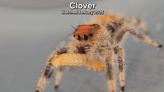 "Clover" Female Regal Jumping Spider (Phidippus regius) - Juvenile Hatched January 2026