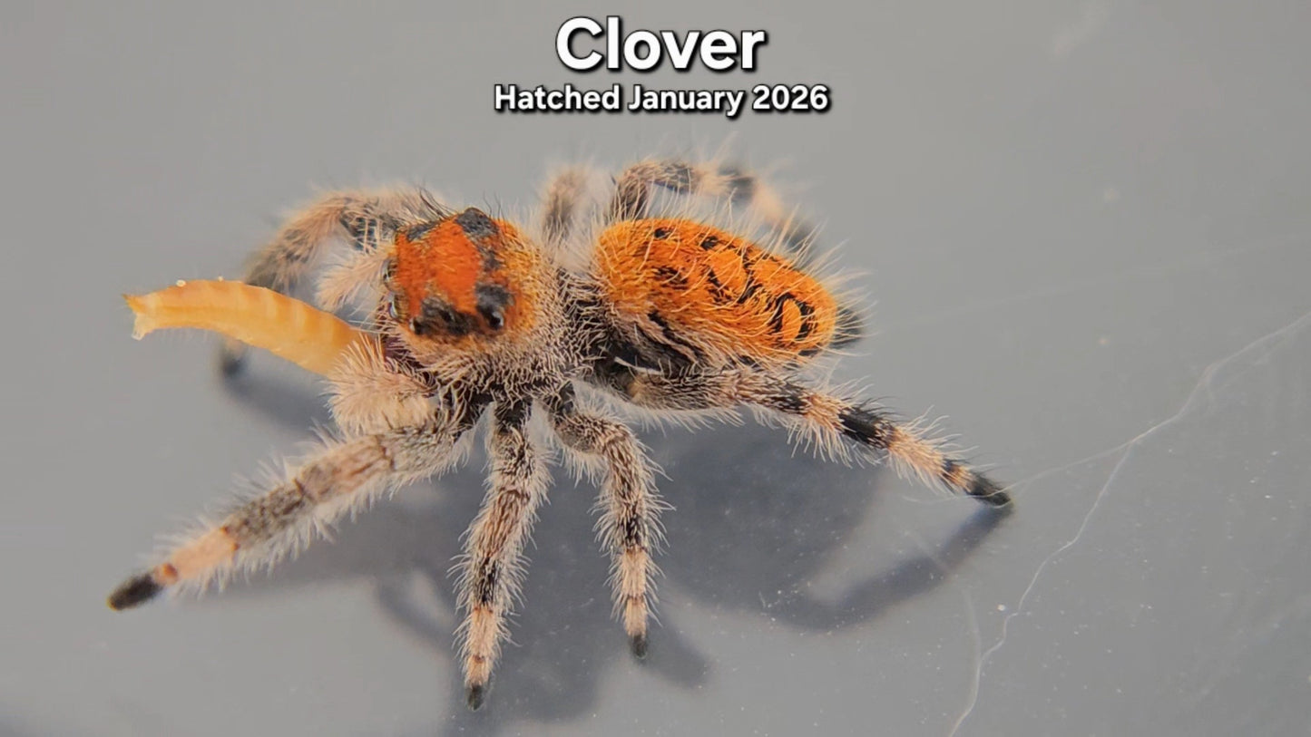 "Clover" Female Regal Jumping Spider (Phidippus regius) - Juvenile Hatched January 2026