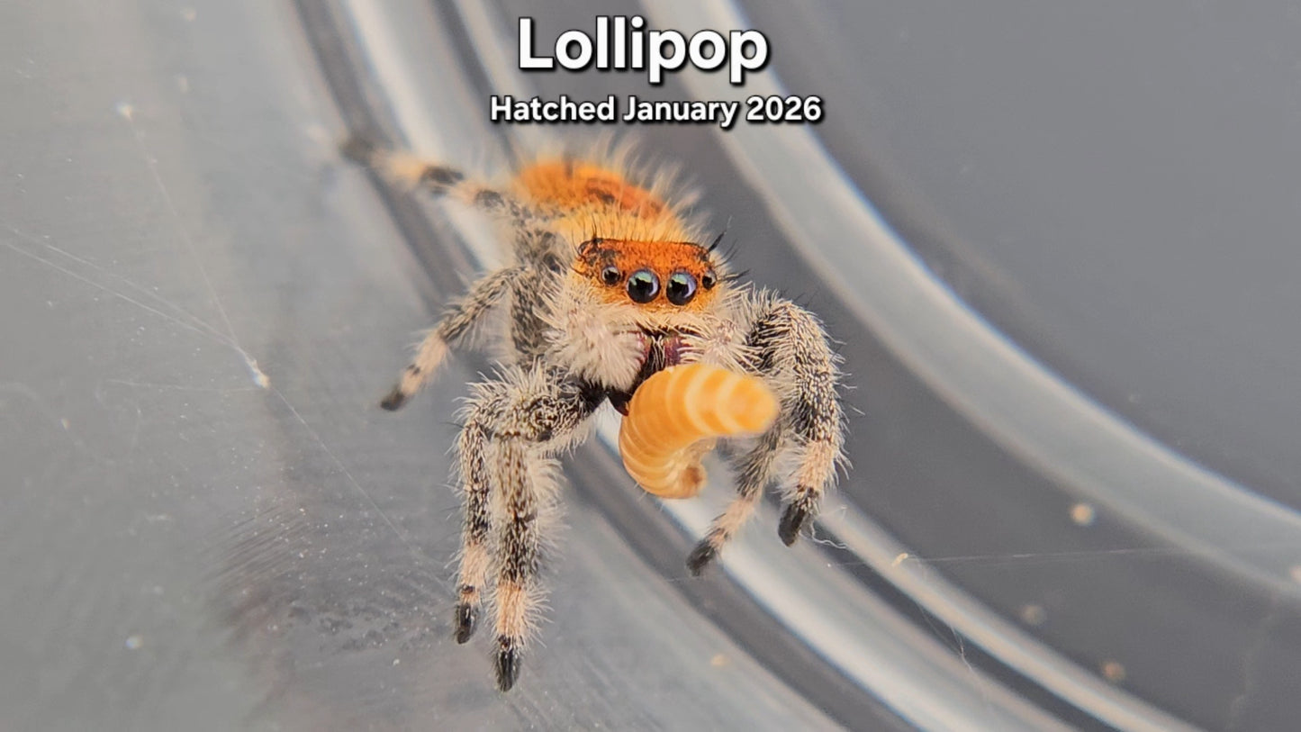 "Lollipop" Female Regal Jumping Spider (Phidippus regius) - Juvenile Hatched January 2026