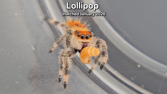 "Lollipop" Female Regal Jumping Spider (Phidippus regius) - Juvenile Hatched January 2026