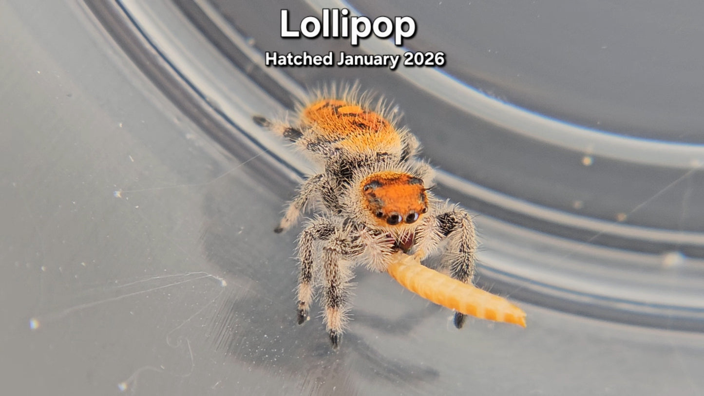 "Lollipop" Female Regal Jumping Spider (Phidippus regius) - Juvenile Hatched January 2026