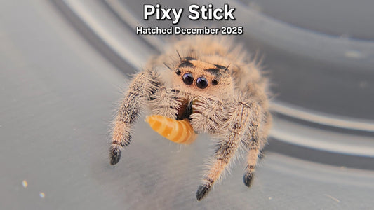 "Pixie Stick" Female Regal (Phidippus regius) - Juvenile Hatched December 2025