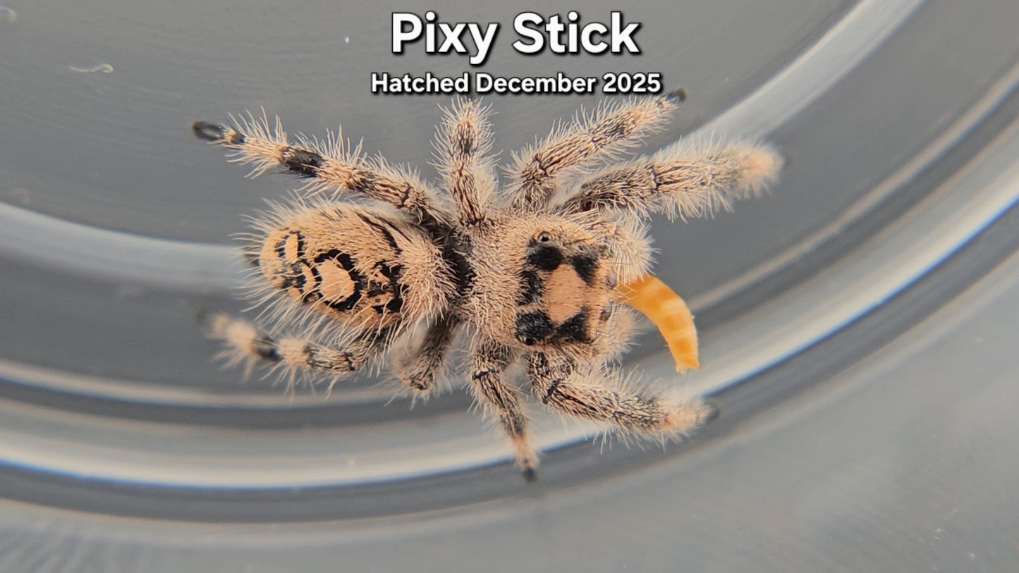 "Pixie Stick" Female Regal (Phidippus regius) - Juvenile Hatched December 2025