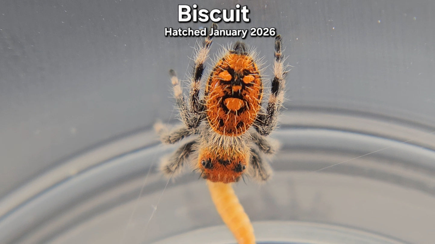 "Biscuit" Female Regal (Phidippus regius) - Juvenile Hatched January 2026
