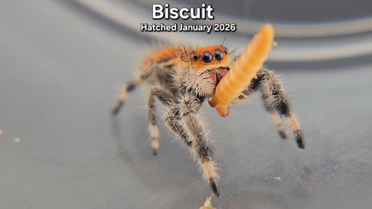 "Biscuit" Female Regal (Phidippus regius) - Juvenile Hatched January 2026