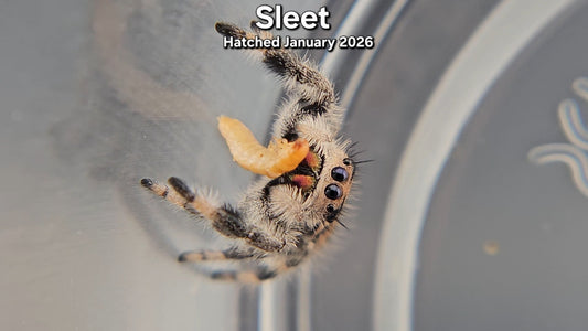 "Sleet" Female Regal (Phidippus regius) - Juvenile Hatched January 2026