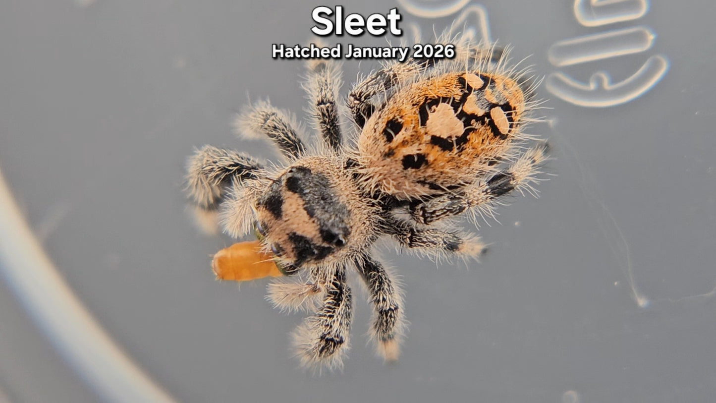 "Sleet" Female Regal (Phidippus regius) - Juvenile Hatched January 2026