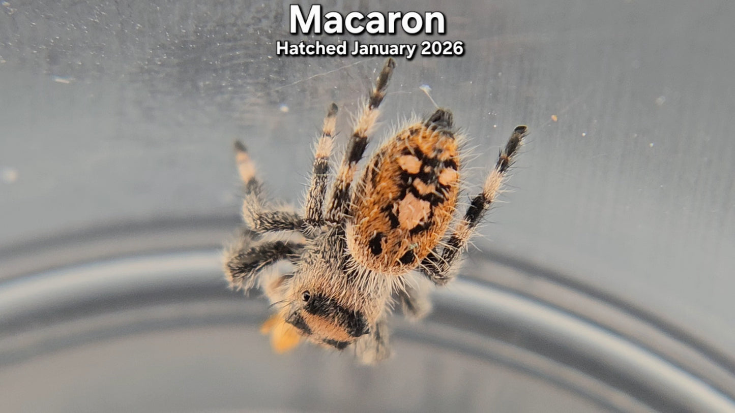 "Macaron" Female Regal (Phidippus regius) - Juvenile Hatched January 2026