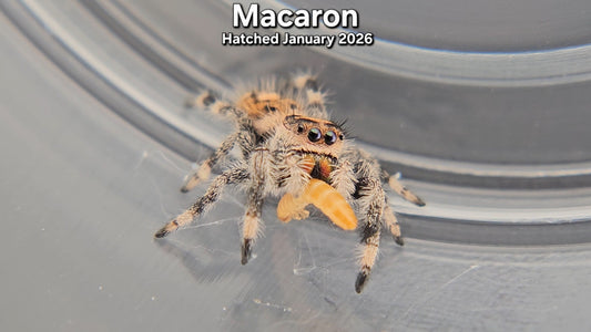 "Macaron" Female Regal (Phidippus regius) - Juvenile Hatched January 2026