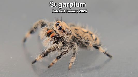 "Sugarplum" Female Regal Jumping Spider (Phidippus regius) - Juvenile Hatched January 2026