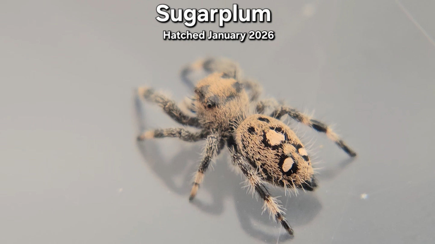 "Sugarplum" Female Regal Jumping Spider (Phidippus regius) - Juvenile Hatched January 2026