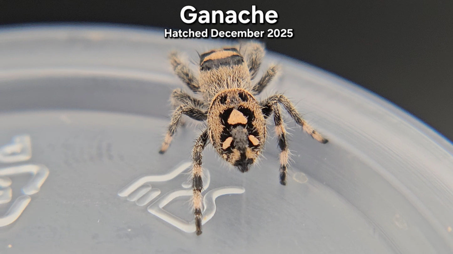 "Ganache" Female Regal Jumping Spider (Phidippus regius) - Juvenile Hatched December 2025
