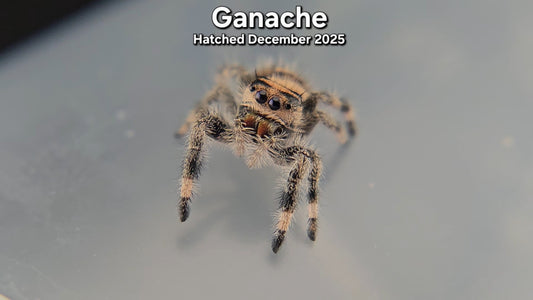 "Ganache" Female Regal Jumping Spider (Phidippus regius) - Juvenile Hatched December 2025