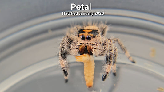 "Petal" Female Regal Jumping Spider (Phidippus regius) - Juvenile Hatched January 2026