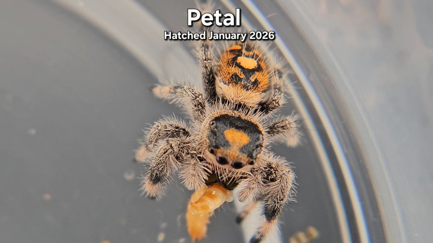 "Petal" Female Regal Jumping Spider (Phidippus regius) - Juvenile Hatched January 2026