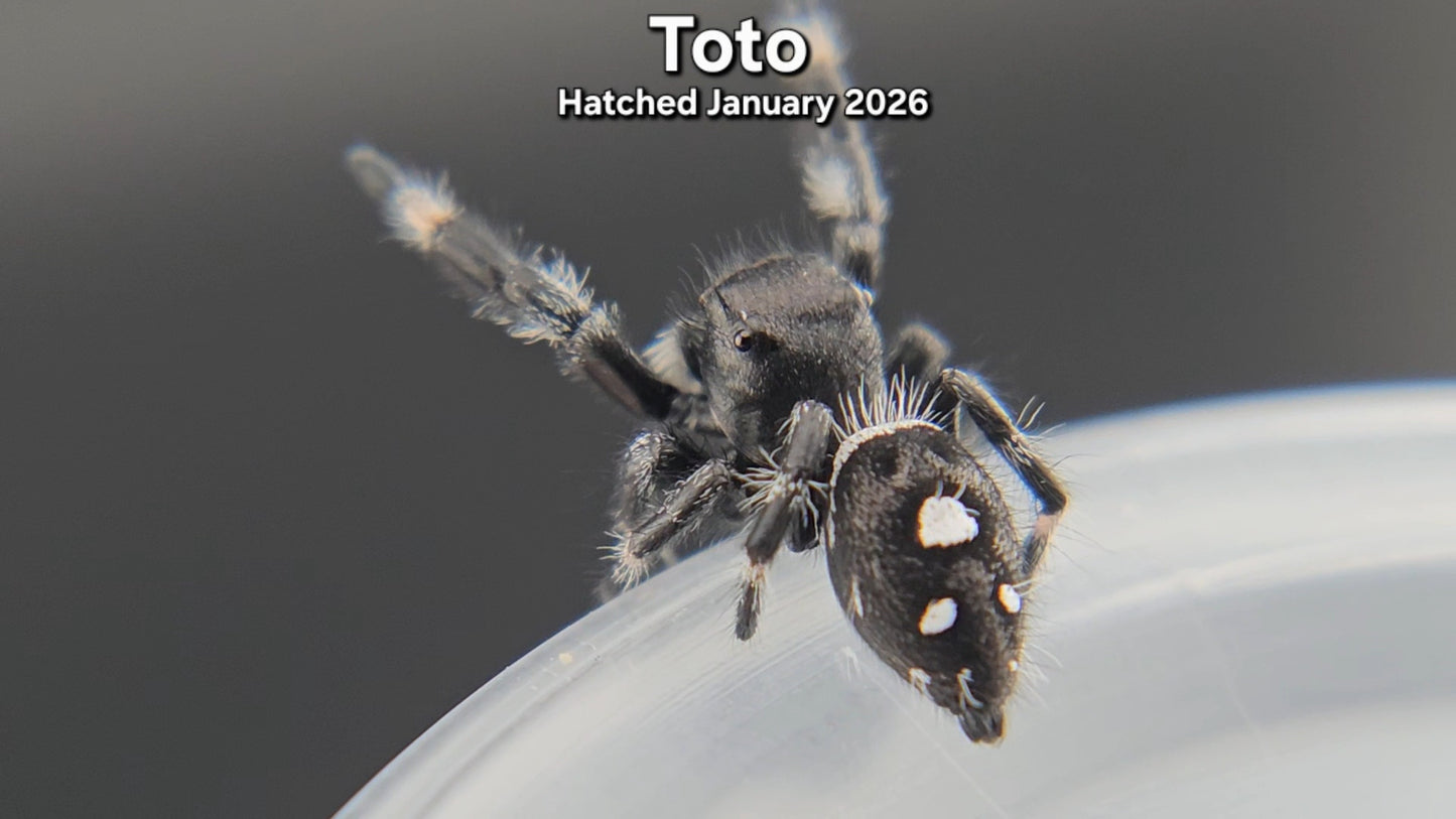 "Toto" Male Regal Jumping Spider (Phidippus regius) - Juvenile Hatched January 2026
