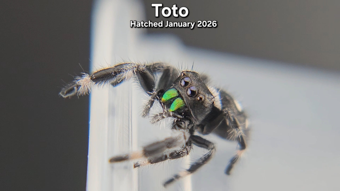 "Toto" Male Regal Jumping Spider (Phidippus regius) - Juvenile Hatched January 2026