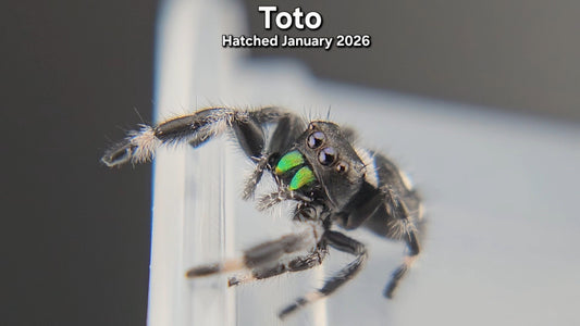 "Toto" Male Regal Jumping Spider (Phidippus regius) - Juvenile Hatched January 2026