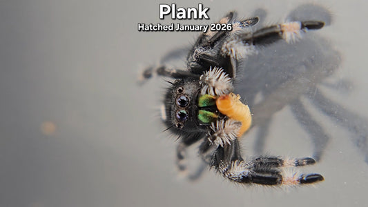 "Plank" Male Regal Jumping Spider (Phidippus regius) - Juvenile Hatched January 2026