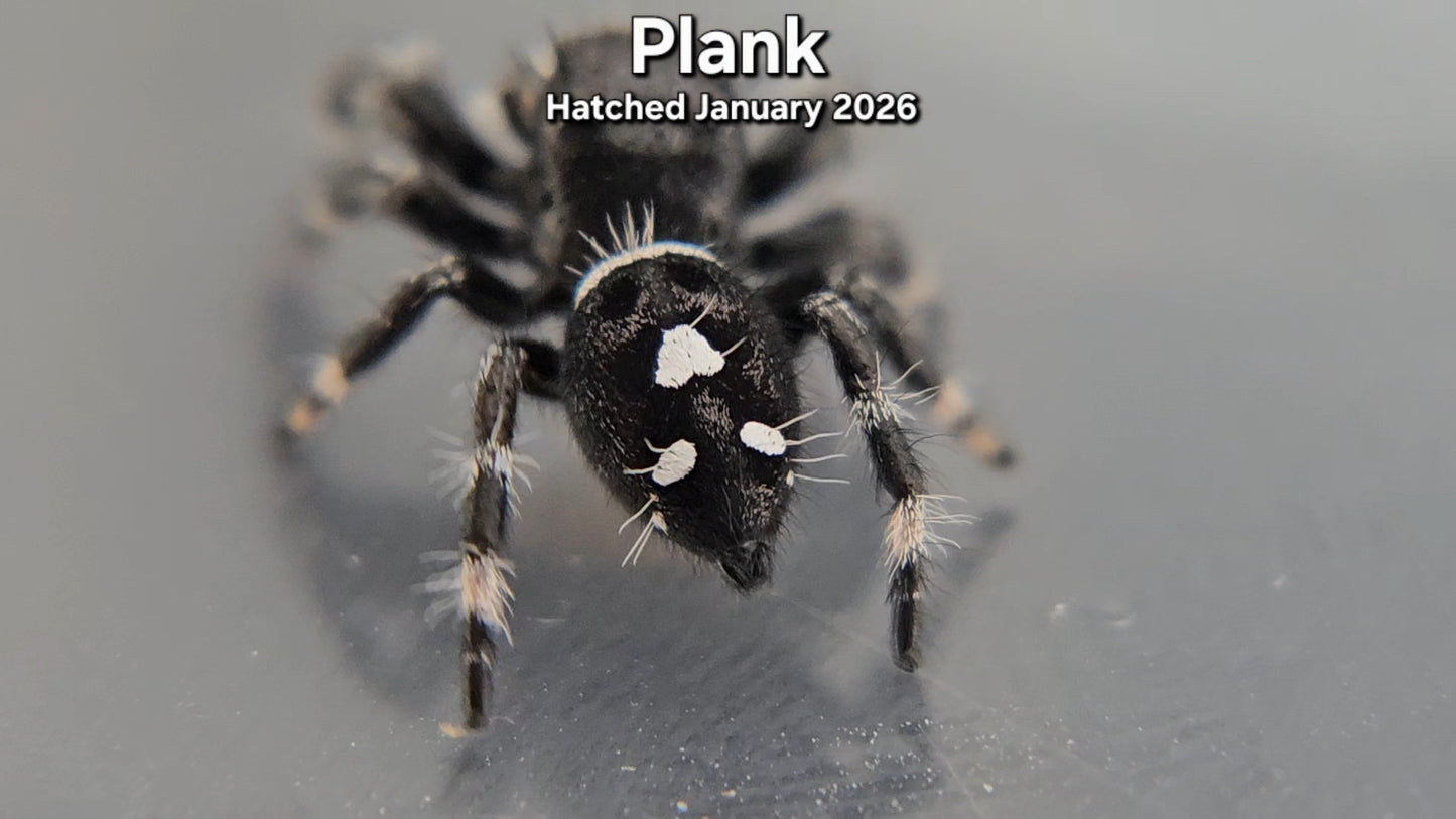 "Plank" Male Regal Jumping Spider (Phidippus regius) - Juvenile Hatched January 2026