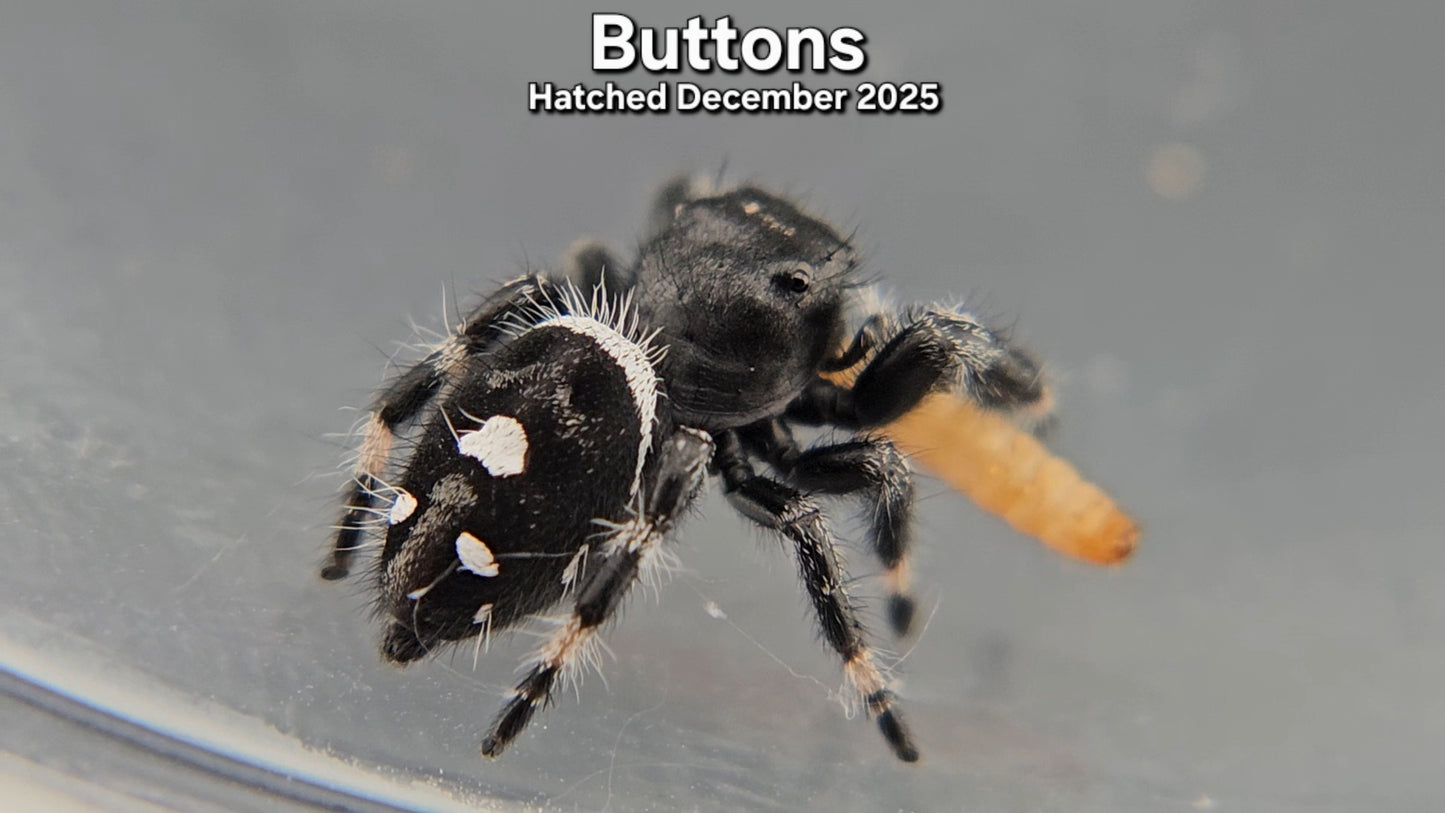"Buttons" Male Regal Jumping Spider (Phidippus regius) - Juvenile Hatched December 2025
