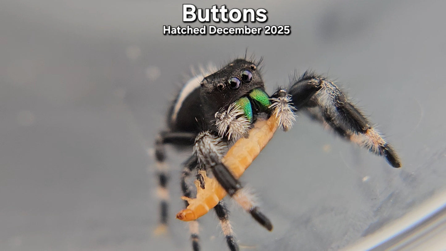 "Buttons" Male Regal Jumping Spider (Phidippus regius) - Juvenile Hatched December 2025