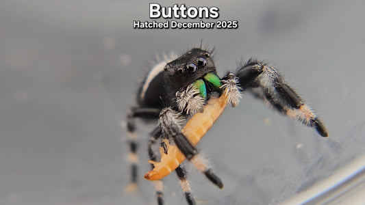 "Buttons" Male Regal Jumping Spider (Phidippus regius) - Juvenile Hatched December 2025