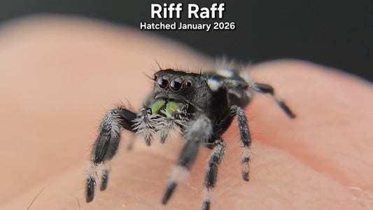 "Riff Raff" Male Regal (Phidippus regius) - Juvenile Hatched January 2026