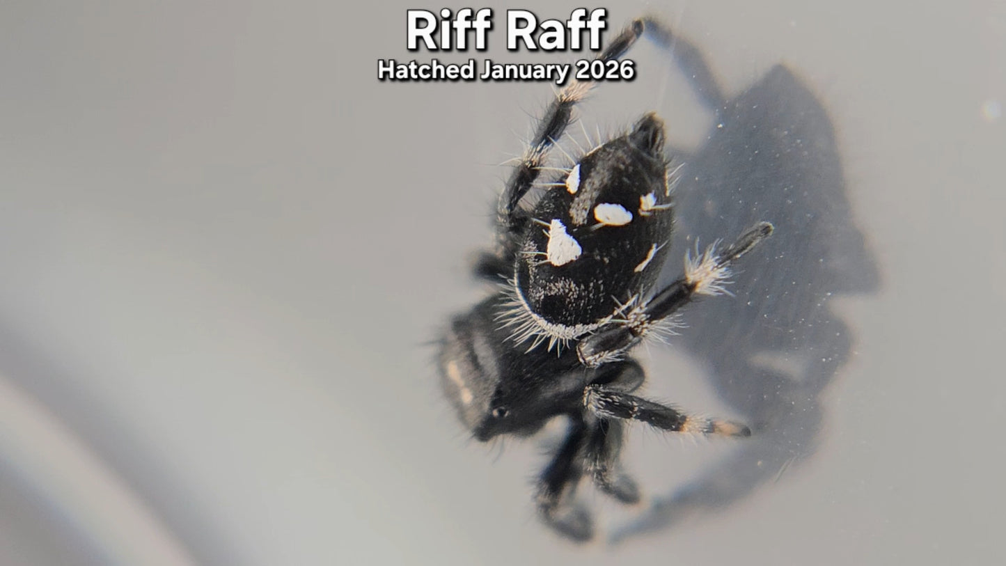 "Riff Raff" Male Regal (Phidippus regius) - Juvenile Hatched January 2026