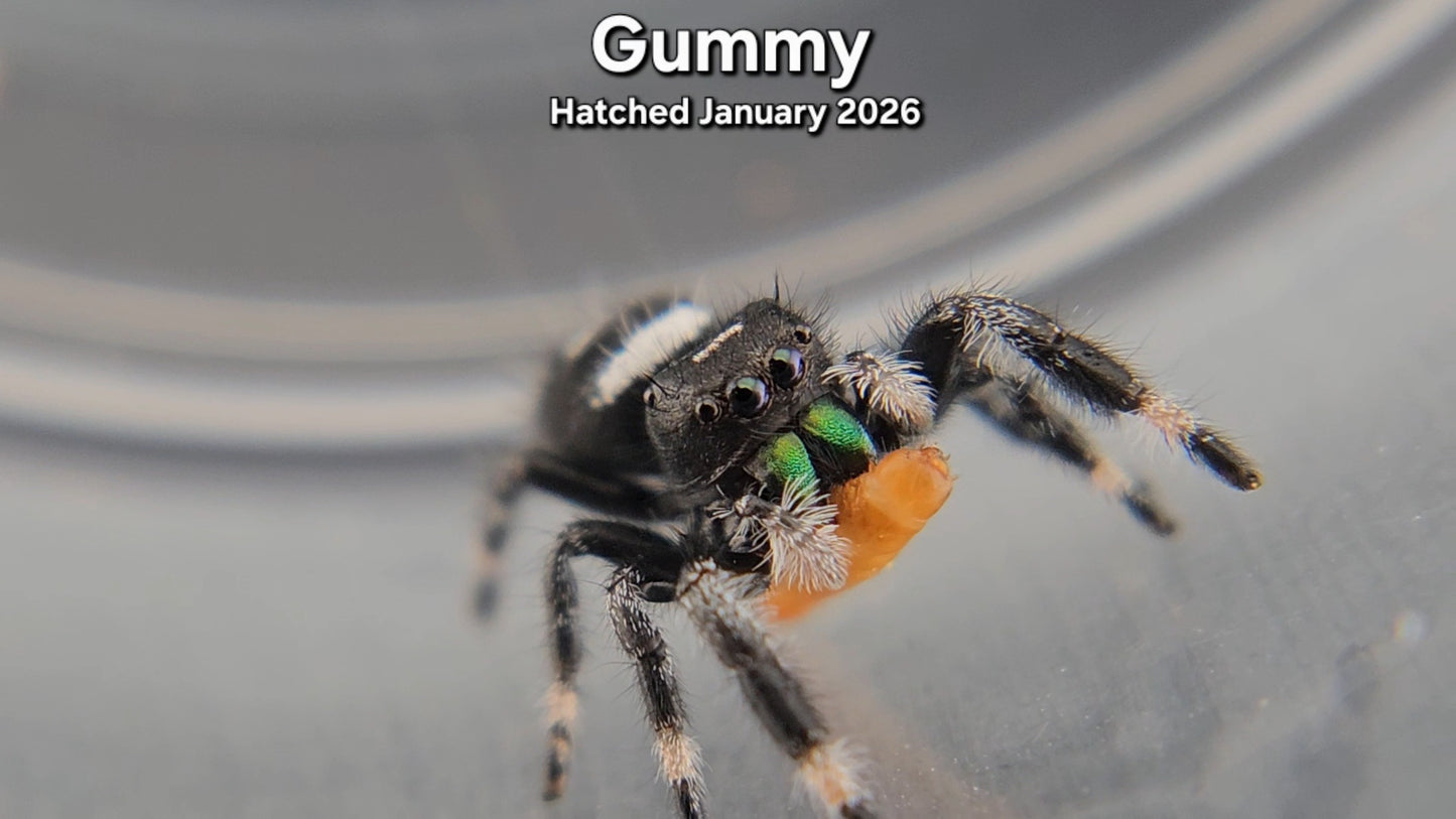 "Gummy" Male Regal (Phidippus regius) - Juvenile Hatched January 2026