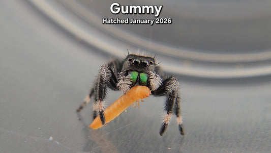 "Gummy" Male Regal (Phidippus regius) - Juvenile Hatched January 2026