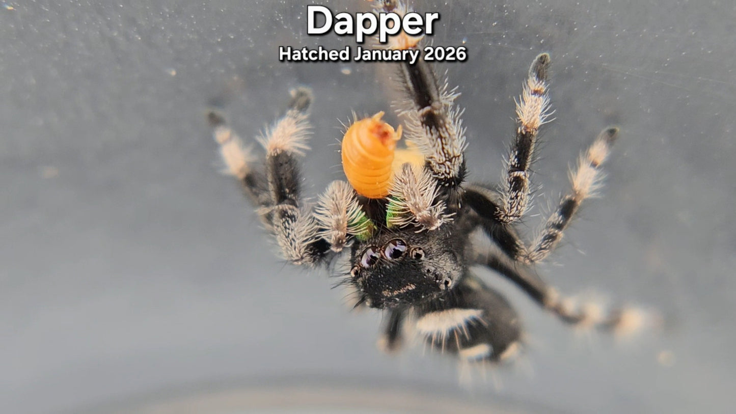 "Dapper" " Male Regal (Phidippus regius) - Juvenile Hatched January 2026