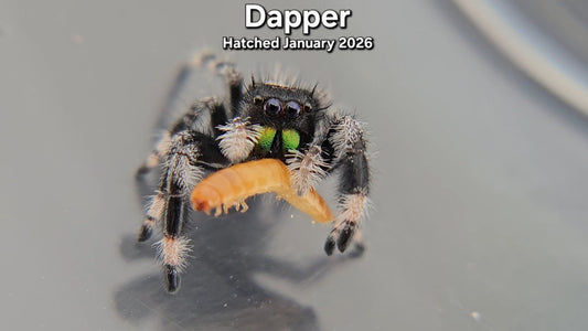 "Dapper" " Male Regal (Phidippus regius) - Juvenile Hatched January 2026