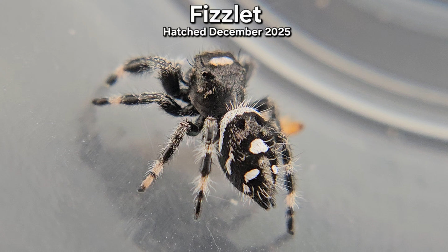 "Fizzlet" Male Regal (Phidippus regius) - Juvenile Hatched December 2025