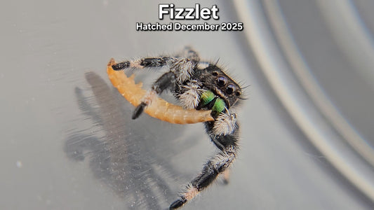 "Fizzlet" Male Regal (Phidippus regius) - Juvenile Hatched December 2025