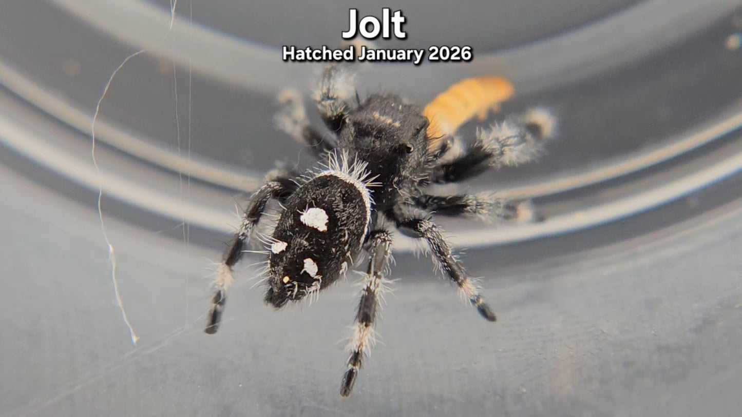 "Jolt" Male Regal (Phidippus regius) - Juvenile Hatched January 2026