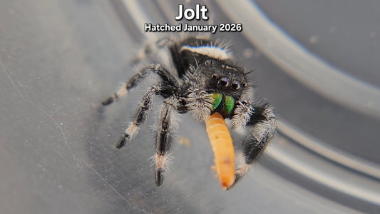 "Jolt" Male Regal (Phidippus regius) - Juvenile Hatched January 2026
