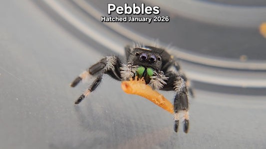 "Pebbles" Male Regal Jumping Spider (Phidippus regius) - Juvenile Hatched January 2026