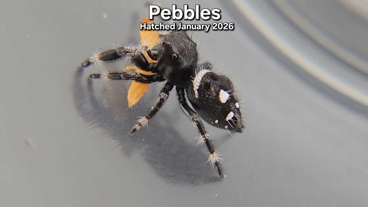 "Pebbles" Male Regal Jumping Spider (Phidippus regius) - Juvenile Hatched January 2026