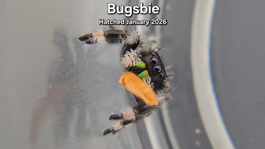 "Bugsbie" Male Regal Jumping Spider (Phidippus regius) - Juvenile Hatched January 2026