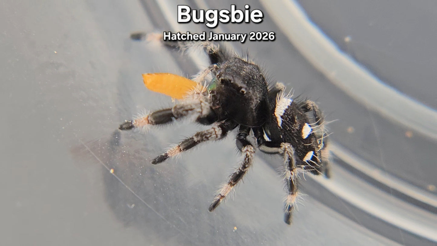 "Bugsbie" Male Regal Jumping Spider (Phidippus regius) - Juvenile Hatched January 2026