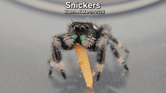"Snickers" Male Regal Jumping Spider (Phidippus regius) - Juvenile Hatched March 2026