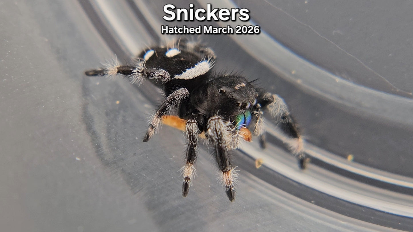 "Snickers" Male Regal Jumping Spider (Phidippus regius) - Juvenile Hatched March 2026