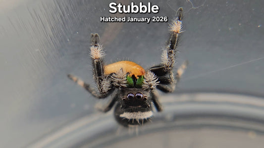 "Stubble" Male Regal Jumping Spider (Phidippus regius) - Juvenile Hatched January 2026