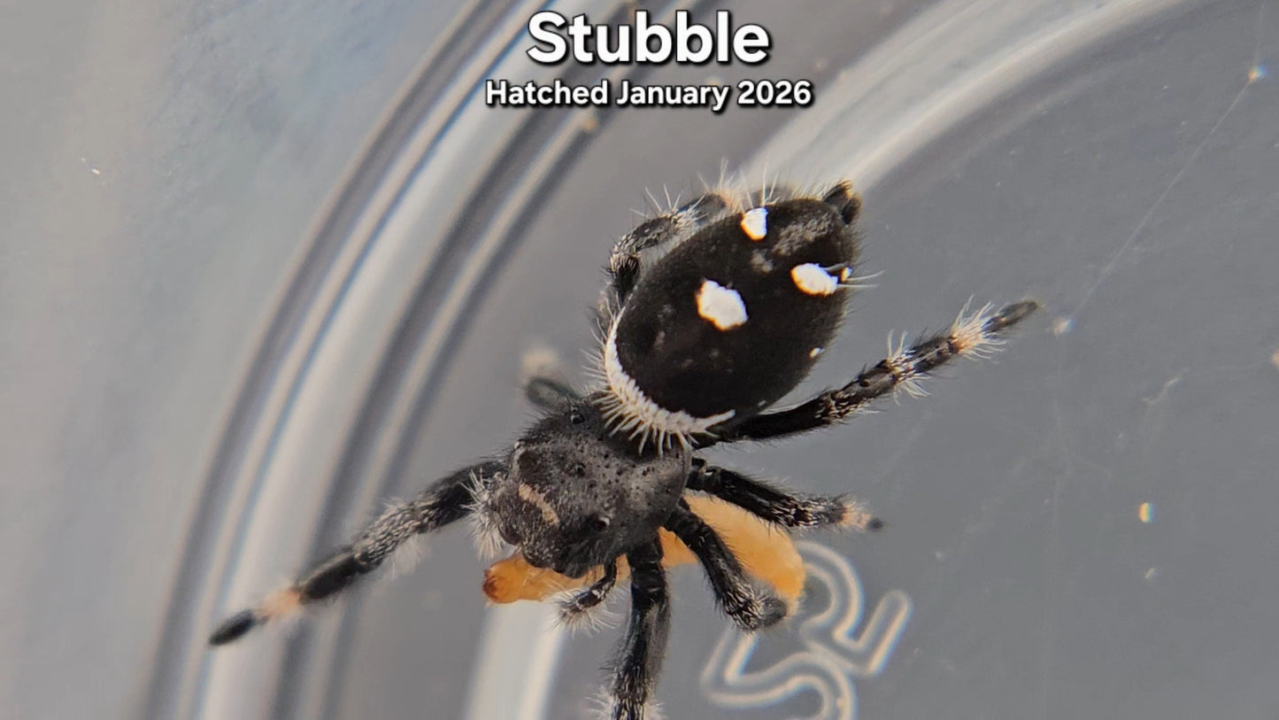 "Stubble" Male Regal Jumping Spider (Phidippus regius) - Juvenile Hatched January 2026