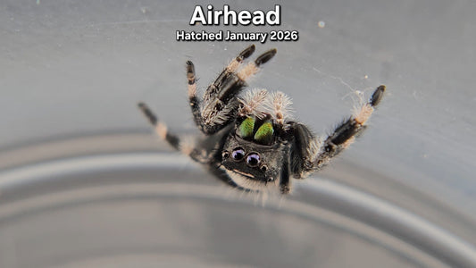 "Airhead" Male Regal Jumping Spider (Phidippus regius) - Juvenile Hatched January 2026